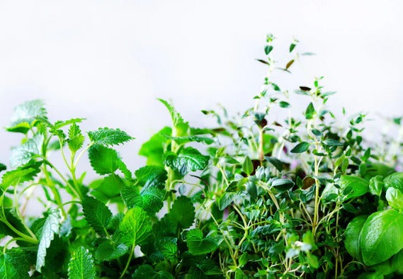 Küchenrückwand - Grüne frische Kräuter