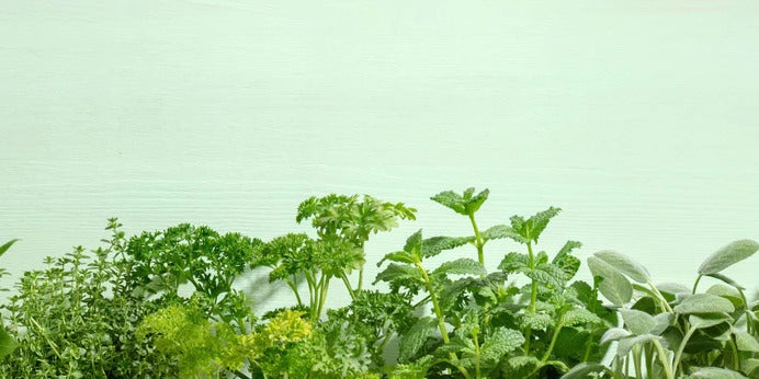 Küchenrückwand - Frische Kräuter