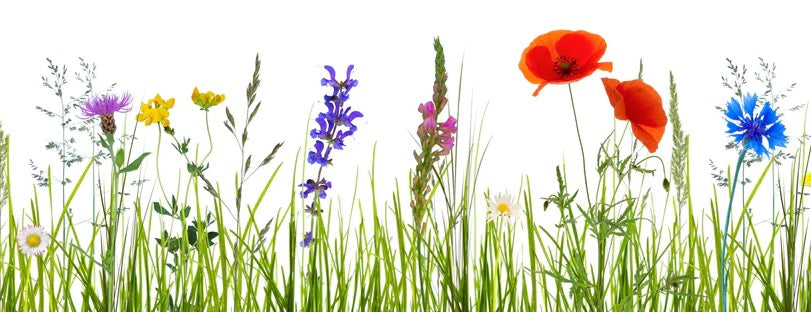 Küchenrückwand - Blumenwiese