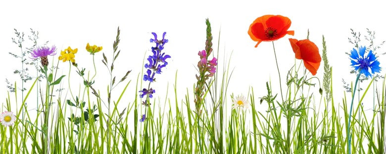 Küchenrückwand - Blumenwiese