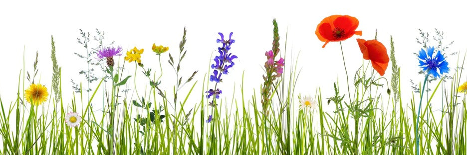 Küchenrückwand - Blumenwiese