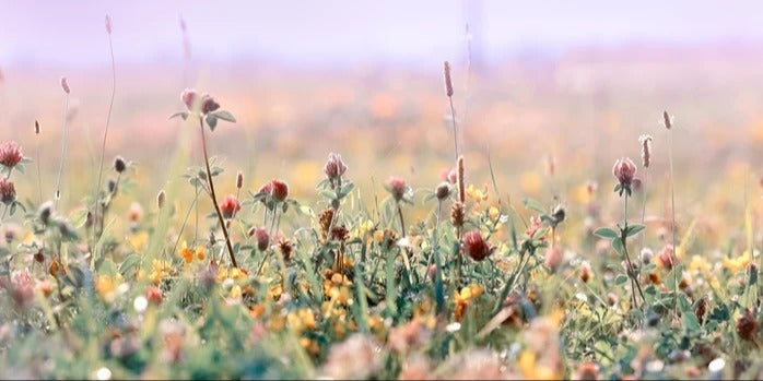 Küchenrückwand - Schöne Wiese