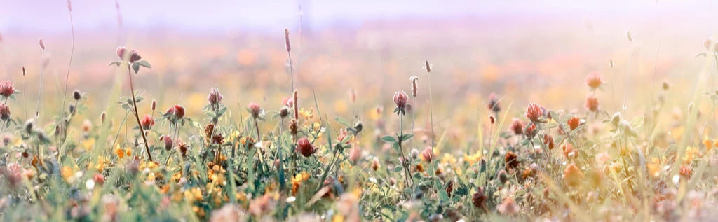 Küchenrückwand - Schöne Wiese