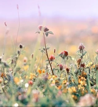 Küchenrückwand - Schöne Wiese