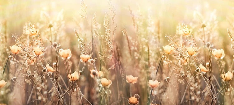 Küchenrückwand - Blumenfeld mit Sonnenstrahlen