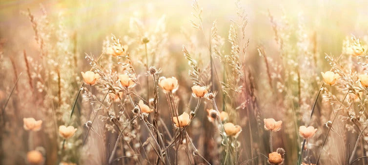 Küchenrückwand - Blumenfeld mit Sonnenstrahlen