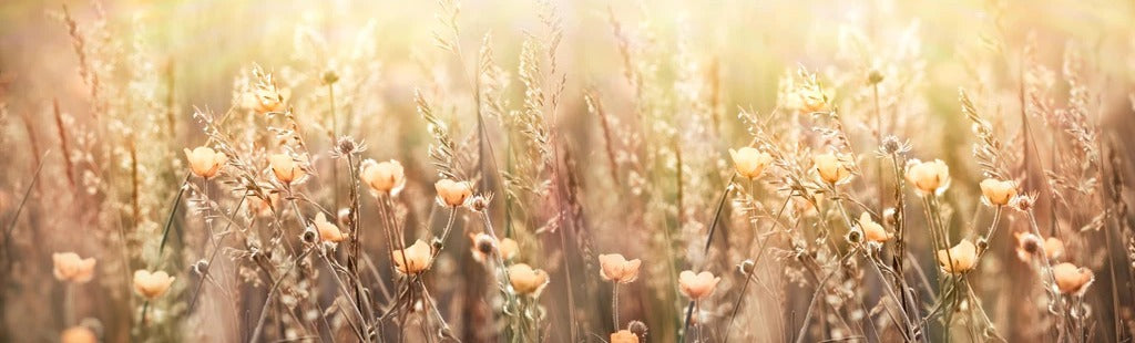 Küchenrückwand - Blumenfeld mit Sonnenstrahlen