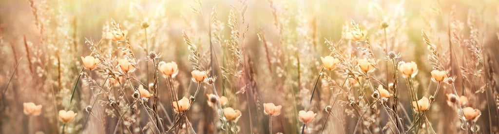 Küchenrückwand - Blumenfeld mit Sonnenstrahlen