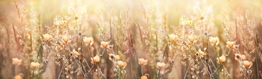 Küchenrückwand - Blumenfeld mit Sonnenstrahlen