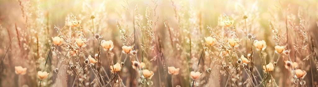 Küchenrückwand - Blumenfeld mit Sonnenstrahlen