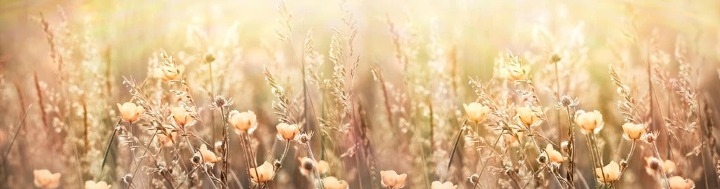 Küchenrückwand - Blumenfeld mit Sonnenstrahlen