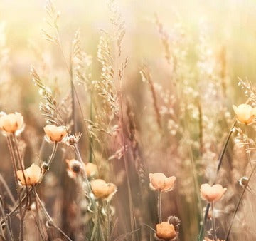 Küchenrückwand - Blumenfeld mit Sonnenstrahlen