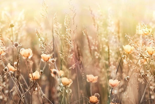 Küchenrückwand - Blumenfeld mit Sonnenstrahlen