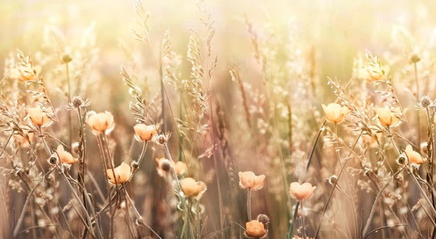 Küchenrückwand - Blumenfeld mit Sonnenstrahlen