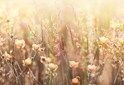 Küchenrückwand - Blumenfeld mit Sonnenstrahlen