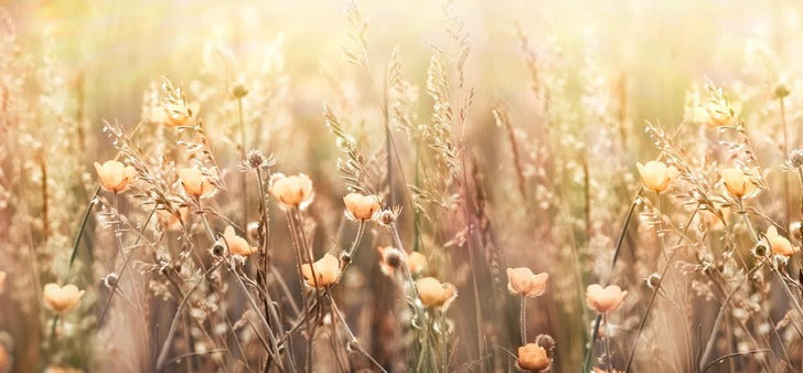 Küchenrückwand - Blumenfeld mit Sonnenstrahlen