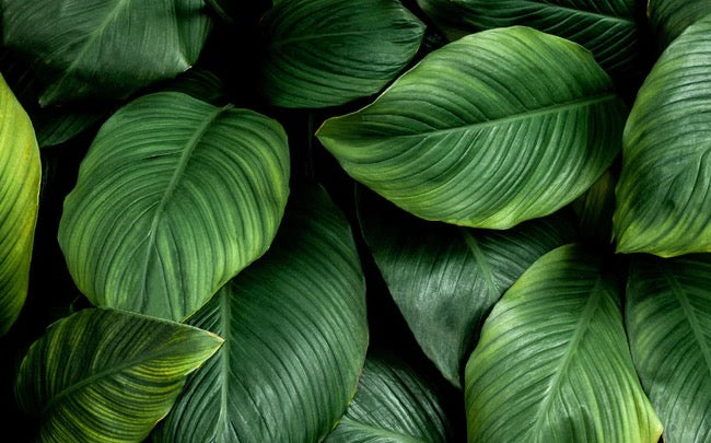 Küchenrückwand - Große grüne Blätter