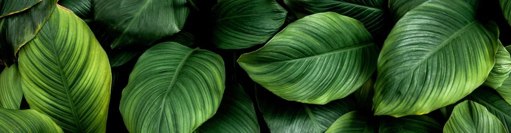 Küchenrückwand - Große grüne Blätter