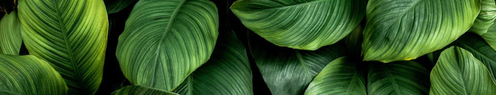 Küchenrückwand - Große grüne Blätter