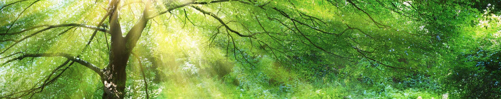 Küchenrückwand - Energiegeladener Wald