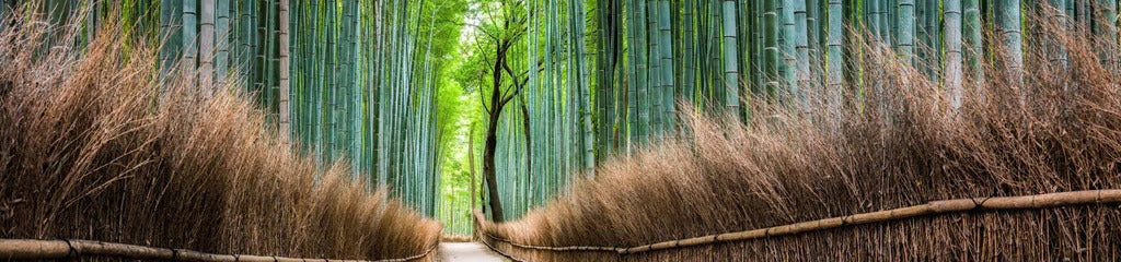 Küchenrückwand - Japanischer Bambuswald in Arashiyama