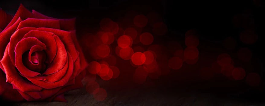 Küchenrückwand - Rote Rose auf schwarzem Hintergrund