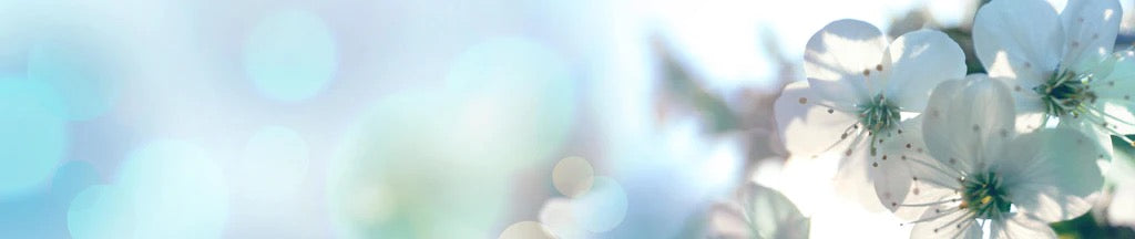 Küchenrückwand - Kirchbaum Frühlings-Blüten