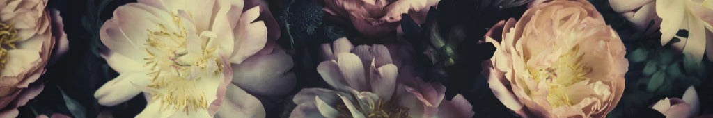 Küchenrückwand - Atemberaubende Pfingstrosen