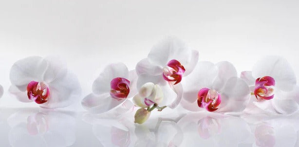 Küchenrückwand - Weiße Orchideen
