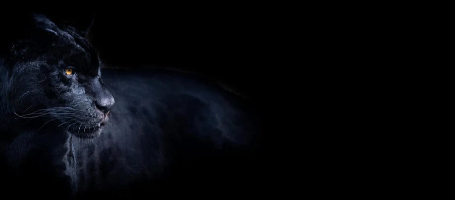 Küchenrückwand - Schwarzen Panther mit schwarzem Hintergrund