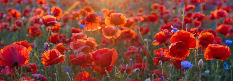 Küchenrückwand - Mohnwiese im Licht der untergehenden Sonne