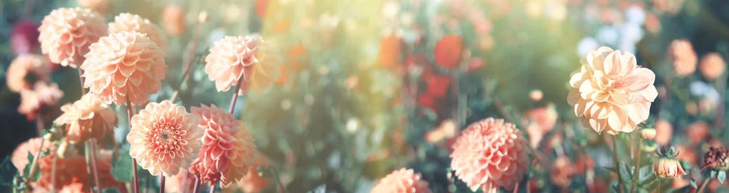 Küchenrückwand - Wunderschöne Blumen im Sommer