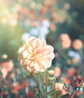 Küchenrückwand - Wunderschöne Blumen im Sommer