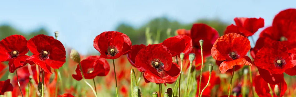 Küchenrückwand - Rote Mohnblumen auf einem Feld