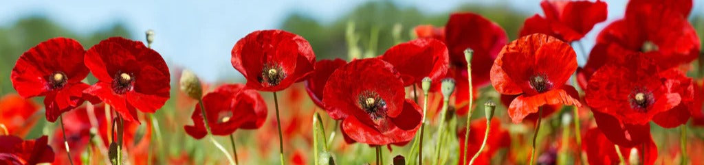 Küchenrückwand - Rote Mohnblumen auf einem Feld