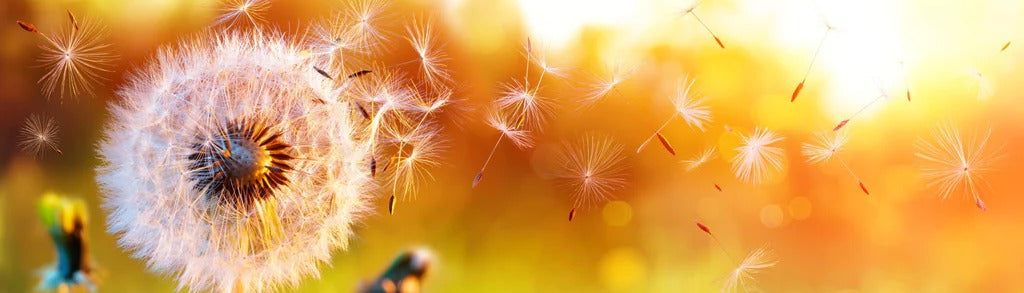 Küchenrückwand - Löwenzahn im Feld bei Sonnenuntergang