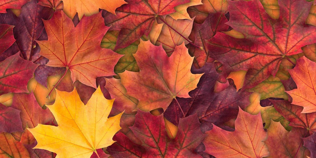Küchenrückwand - Bunte Herbst Ahornbaum Blätter
