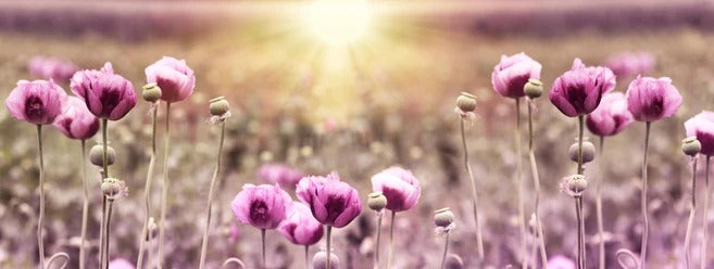Küchenrückwand - Lila Mohnblume