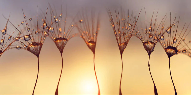 Küchenrückwand - Wassertropfen auf Löwenzahnsamen