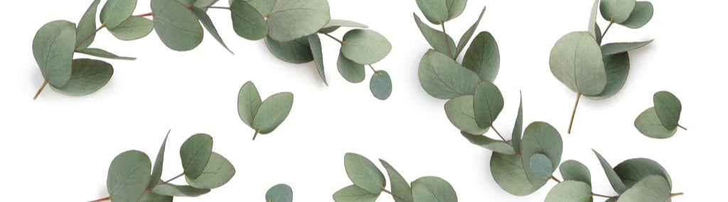 Küchenrückwand - Grüne Eukalyptus Blätter