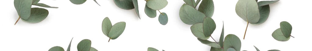 Küchenrückwand - Grüne Eukalyptus Blätter
