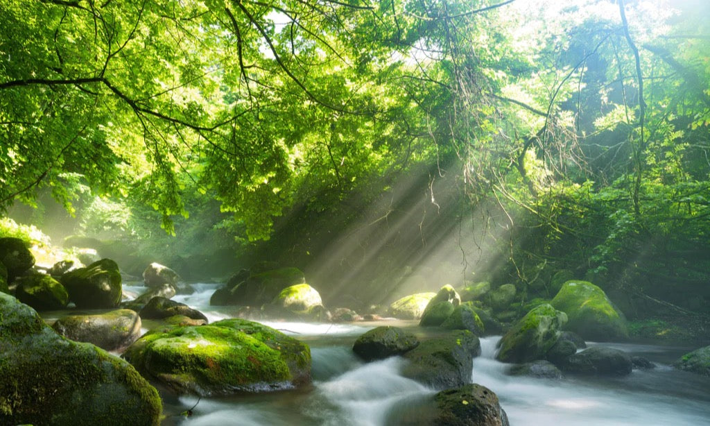 Küchenrückwand - Shangrenzawa