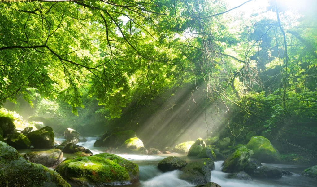 Küchenrückwand - Shangrenzawa