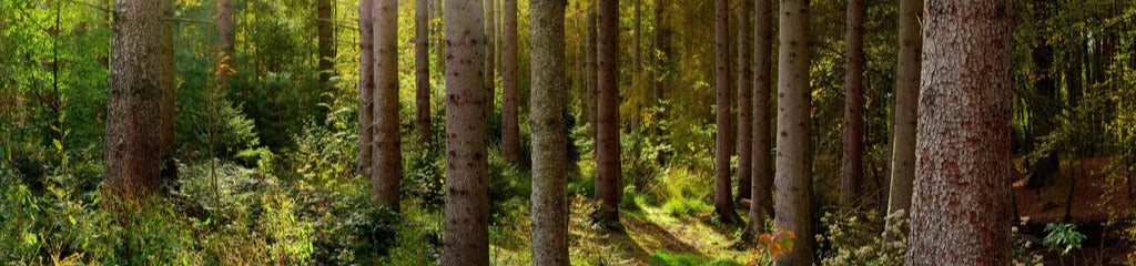 Küchenrückwand - Schöner Fichtenwald im Herbst