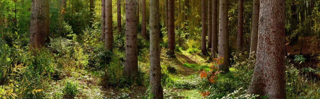 Küchenrückwand - Schöner Fichtenwald im Herbst