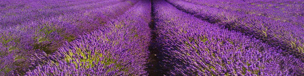 Küchenrückwand - Baum im schönen lavendel Feld