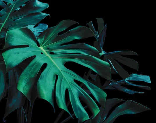 Spritzschutz - Monstera deliciosa - tropische Blätter