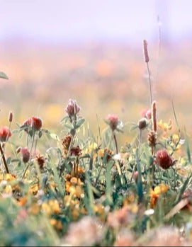 Spritzschutz - Schöne Wiese