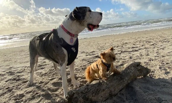 Küchenrückwand - Eigenes Wunsch-Motiv