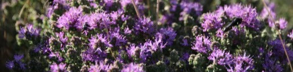 Küchenrückwand - Eigenes Wunsch-Motiv